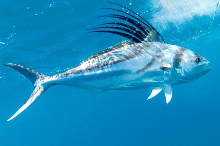 costa-rica-fishing-charters-sailfish-roosterfish-rooster-fish-sportfishing